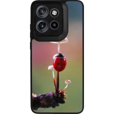 Motorola Moto S50 Case Hülle - Silikon schwarz Ladybird on a mushroom Spring 2026